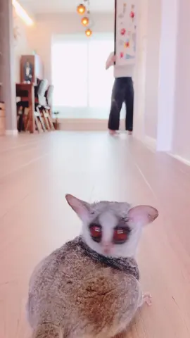 ピザトルのいる暮らし🐒🏠　#うちのペット #自慢のペット #癒される動画 #ショウガラゴ #ブッシュベイビー #animallover
