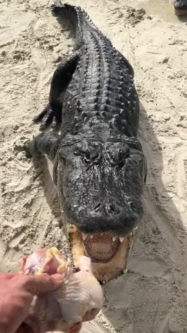 Zilla downing a piece of chicken, look at that cute face! Btw the sound in the background is a bird. #gator #animals #fyp