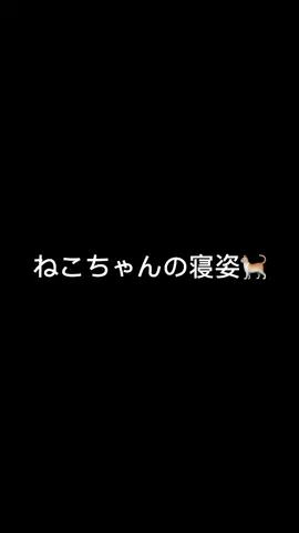 もふもふもふもふもふふふふふふ#ねこ #猫 #😽 #ねこちゃん #猫ちゃん #猫好き #ねこがすき #ねこ可愛い #かわいい #とりあえずかわいい #とりあえずかわいいすき #petsleague
