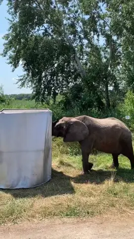 Elephant magic 🐘🤯