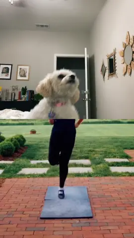 #duet with @marypapageorge periodt. #fyp #dogsoftiktok #dog #doglover