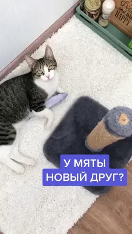 Как думаете, они подружатся с Марсиком?😼