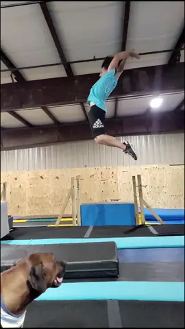 I wonder what the dog was thinking 😀 #trampoline #dog #flips