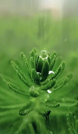 He that can’t endure the bad,will not live to see the good #nature #happy #happylife #relax #rain #rainy #plant