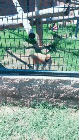 Patas Monkey #monkey #alamogordozoo #nature