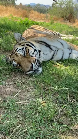 Shhh, it’s afternoon nap time. #tiger #sleepy #cute #cuteanimals #yawn #bigcat #arizona #az #naps #wildlife #wildanimal