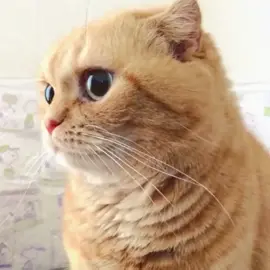 The side face 🥺🐈#foryou #pet #cute #cat
