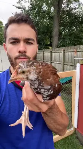 Animal time #chicken #fish