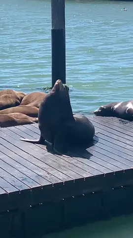 Sea lions 🥰 #animalsoftiktok #fyp #sealion #sanfran