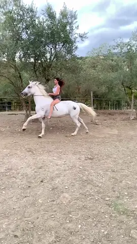 #horse #cavallo #equitazione #equestrian #lusitano