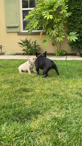 Who’s the biggest boy?! #brothers #frenchie #foryou #summer2020
