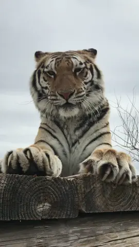 Harvest doing her claws 💅🏼 #tiger #harvest #bengaltiger #scratch #fyp #beautiful #wildlife #wildanimals #notapet #outofafrica #wildlifepark #az