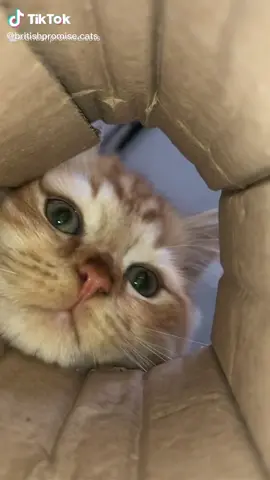 This was so cute I had to share 🥺❤️ #catsoftiktok #viral #funny #cute #cutness #foryoupage
