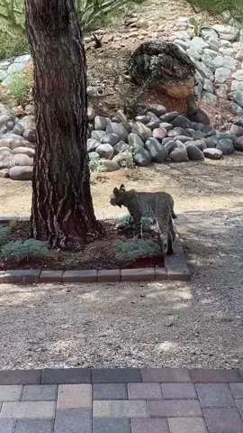 this little guy came out to play midday in the #arizona desert 🌵 who has seen a bobcat IRL before? #arizona