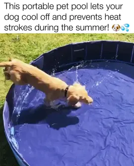 Our Portable Pet Pool™️ allows dogs to cool off so they can keep playing! Indigopetco.com