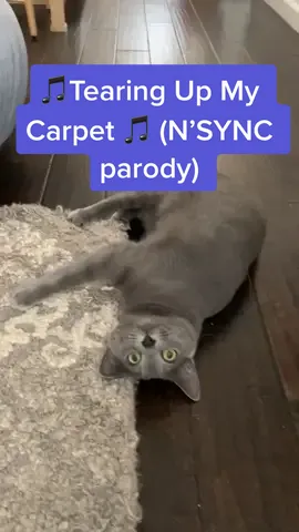 Tearing Up My Carpet 🎵 #nsync #parody #catsoftiktok #PetsOfTikTok #petparentproblems
