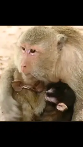 Mother gently petting baby to sleep🥰🥰🥰#monkey#animal #animalsoftiktok #for