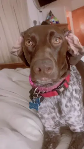 She definitely wanted to make a tik tok. Look at those ears!!!! #germanshorthairedpointer #myfurbaby!!! ❤️❤️❤️❤️❤️