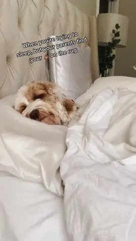 #fyp #dogsoftiktok