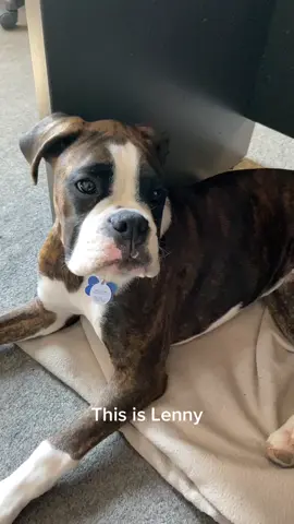 Boxer Madness on Facebook @boxers4ever #fyp #foryou #meetmypet