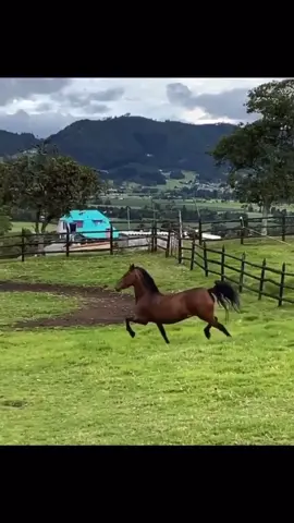 #thebest #horse