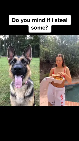 #duet @addisonre I just want some chicken!🥺 #TikTokRecipe #TheWeekndEXP #dog #gsd #germanshepherd (@stellathepug34)