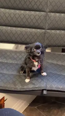 Fishing Puddin ❤️😂 #foryou #foryoupage #feature #featureme #pets #dogs #tiktok #OutfitChange #GetFit