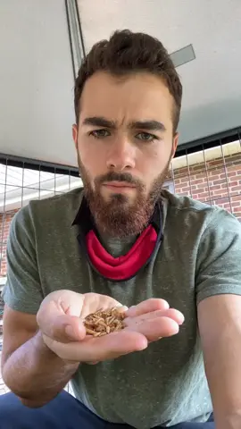 Chicken time. #chicken #mealworms