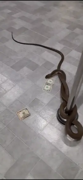 king cobra works the pole #kingcobra #cobra #venomous #snakes #animals #funny