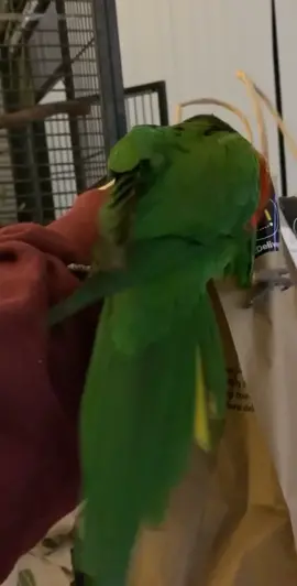 Someone got VERY impatient for our 2am maccas #jailbird #FavoriteMemory #rainbowlorikeet #perth #savage #rudebird
