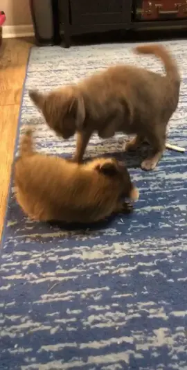 Cat and Raccoon playing #catsoftiktok #raccoon #CatPerson #raccoons #pets #catsoftik #fyi