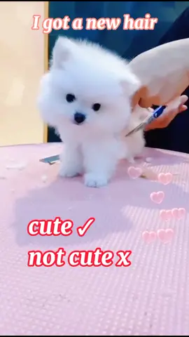 enjoyed moment#mypethome #foryou #dog #pet #cute #puppy