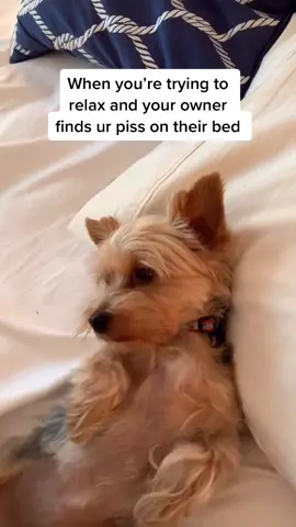 #dog #puppy #funny #fyp #max