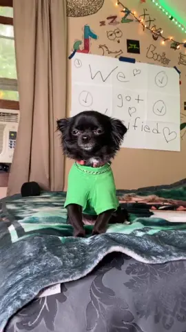 Billie Ellish 🥺💚 #foryou #feature #foryoupage #featureme #pets #dogs #tiktok #StanleyCup #Alphets