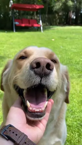 Doctor Doze 🥺❤️ #foryou #foryoupage #featureme #feature #pets #dogs #tiktok #Alphets #StanleyCup