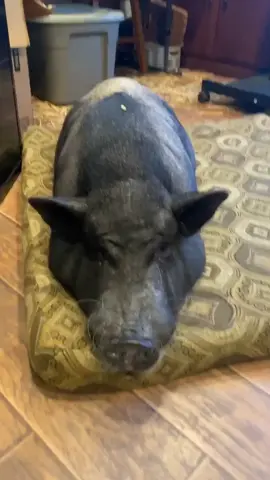 This customer has 2 Pigs... 🐷 #electrical #pig #homeimorovement #vanitylights