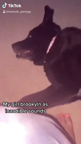 Had to repost my girl brookyln #Alphets #StanleyCup #CanYouWorkIt #dogsoftiktok #dogvideos #inaudiblesounds #dogs #fyp