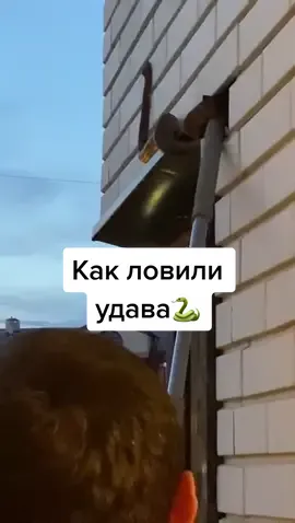 Зовут удава Анатолий. Спустя две недели его поймали🙏 #удав #анатолий #сбежал #пугал #поймали #наконец #подмосковье