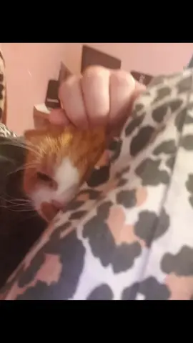 one out of two spoiled cats ❤❤❤🥰🥰🥰🥰 #furbabys