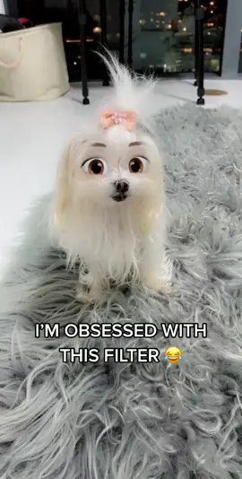 Too cuteeee 😂😍 #disneyfilter #dogsoftiktok #dogsofmiami #dogfilter #maltesegirl