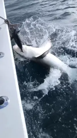 This shark almost came in the boat! 😳 #sharkweek #shark #boat #crazy