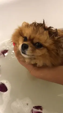 #ванныепроцедуры #лепесткироз #шпиц #pomeranian #уход #rose