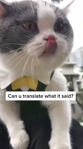 Can u translate what it said? plz told me what it said #fyp #cat #catsoftiktok #viral