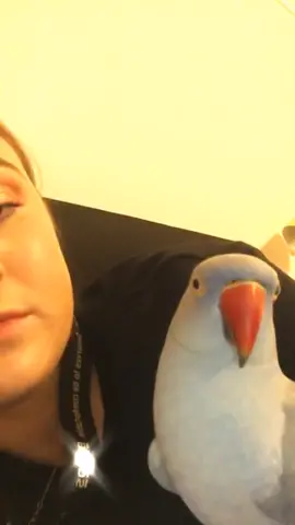 Share some kisses with you all 😘#bird #birdsoftiktok #fyp #foryoupage #300k #kiss