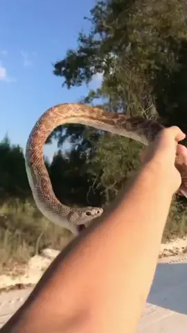 throwback to when I found my 3rd ever Pine Snake, and was so happy that I didn’t even feel it bite me 🤩 #fyp #foryou #foryoupage #herping #snake