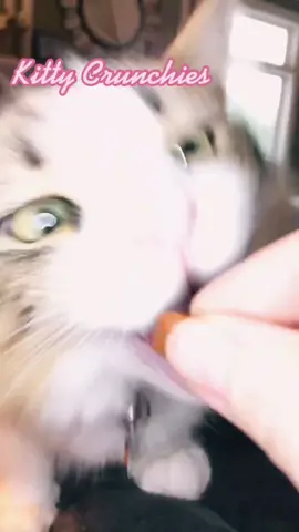 Treat time. #kittyasmr #catasmr #catsoftiktok #PetsOfTikTok #fyp #foryoupage