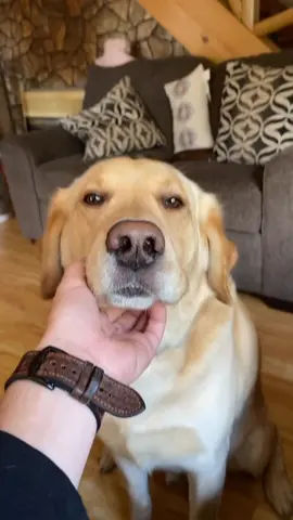 Jealous Puddin 😂❤️ #foryou #foryoupage #feature #featureme #pets #dogs #tiktok #Teleport #ScienceFair