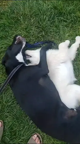 Kylo is SUCH A GOOD BIG BROTHER to his new sister Juniper 💕💕 #dogsoftiktok #wag #puppylove