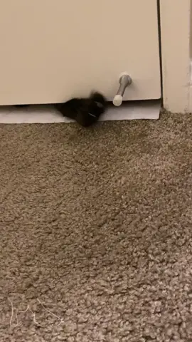 My cat pulls the door stopper when she wants to get let in so I will hear her and open the door. #cats #catsoftiktok #fyp #funny