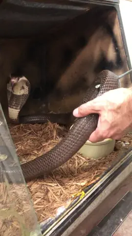 Did you jump? Taking out the monocled cobra at the rescue to clean his enclosure. #animals #fyp #snake #cobra #venomous